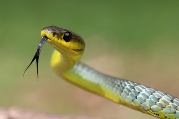 Common Tree Snake tasting the air with it's tongue
