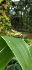 grasshopper on leaf