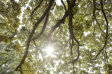 Naklejka premium beautiful sun rays shining through the trees of a botanical garden
