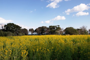 大神の早咲き菜の花