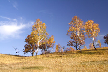 Fototapeta premium Autumn yellow landscape against the blue sky