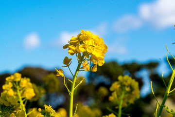 Obraz premium 大神の早咲き菜の花