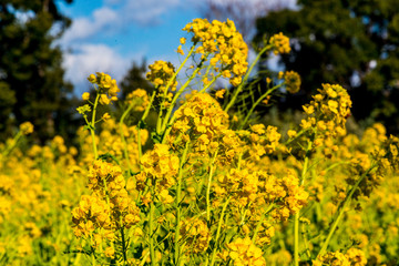 大神の早咲き菜の花