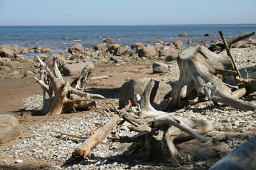Fototapeta na wymiar Summer coast of the Baltic Sea