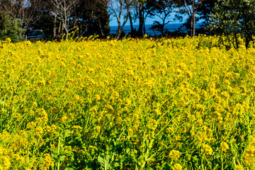 Obraz premium 大神の早咲き菜の花