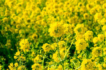 大神の早咲き菜の花