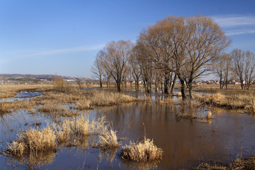 Spring, flood, nature wakes up trees stand flooded with water