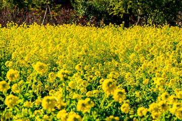大神の早咲き菜の花