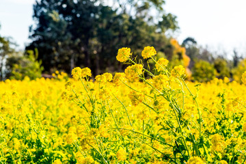 大神の早咲き菜の花