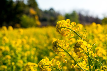 Obraz premium 大神の早咲き菜の花
