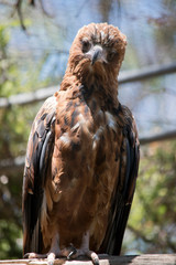 the black kite is perched on a branch