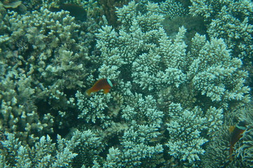 Cute orange clown fish swimming in the water of the Pacific Ocean near Fiji islands