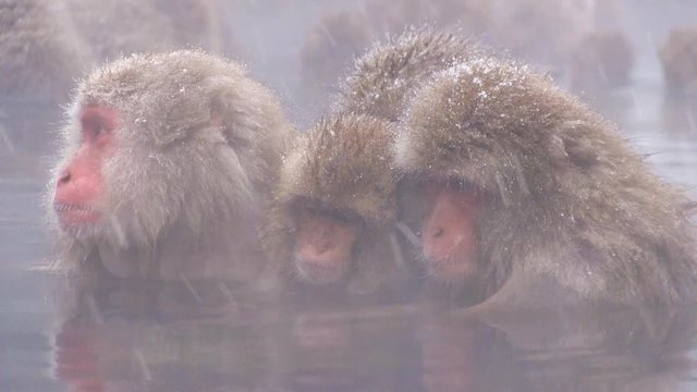 温泉で身を寄せる猿の家族