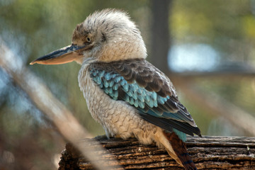 this is a side view of a blue winged kookaburra