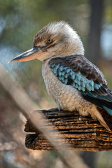 this is a side view of a blue winged kookaburra