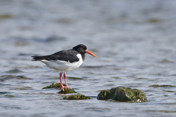 Eurasian oystercatcher (Haematopus ostralegus)