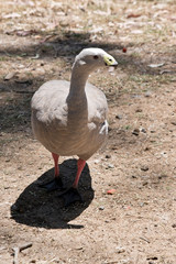 the cape barren goose is walking across a field