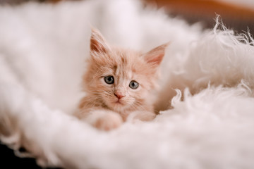 Obraz premium red or ginger little kitten in basket
