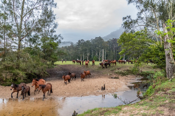 Running of the Horses