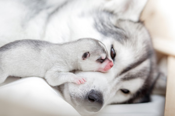 sleeping newborn puppy of husky breed of silver color lies on a neutral background with eyes closed