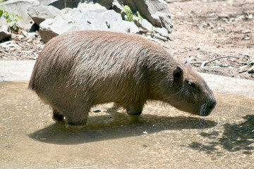 Fototapeta premium this is a side view of a capybara