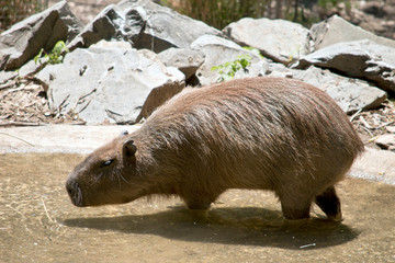 the capybara is walking in water