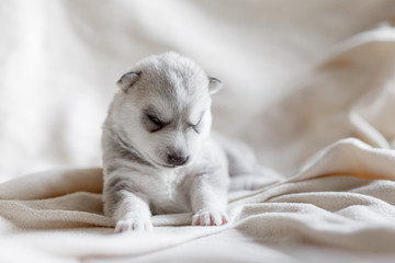 sleeping newborn puppy of husky breed of silver color lies on a neutral background with eyes closed