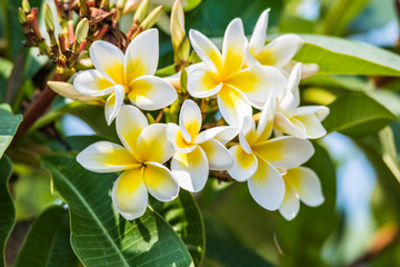 Obraz na płótnie Canvas Yellow and White Frangipani Flowers in Bloom