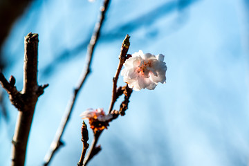ハーブ園のサクラ