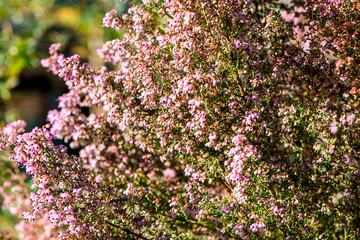 ハーブ園のエリカ