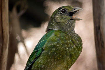 the catbird is calling to another catbird