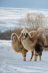 Camels on the snow. Winter.