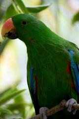 this is a close up of an electus parrot