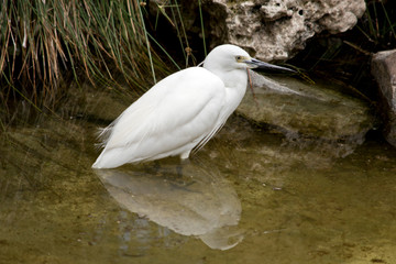 this is a side view of a little egret
