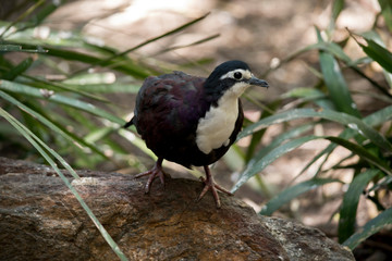 new guinea ground dove forages for food on the ground