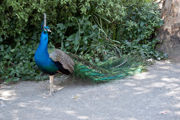 Obraz premium the peacock is a beautiful bird with a long train of feathers