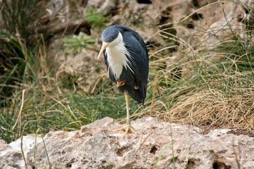 the pied heron is standing on one leg