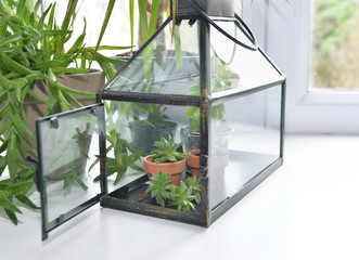 Fototapeta na wymiar close on small greenhouse put on the edge of a window at home