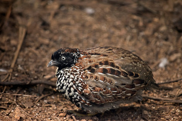 the black breasted button quail looking for food