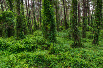 Green forest in Liencres, Santander. Spain.