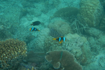 Bright clown fish swimming in the water of the Pacific Ocean near Fiji islands