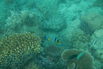 Naklejka na ściany i meble Bright clown fish swimming in the water of the Pacific Ocean near Fiji islands