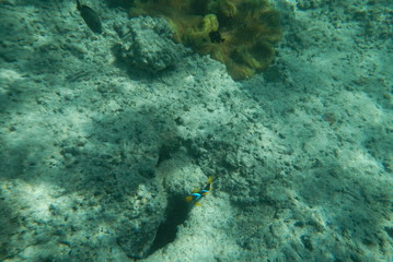 Fototapeta na wymiar Bright clown fish swimming in the water of the Pacific Ocean near Fiji islands