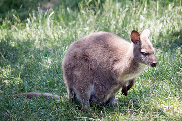 the red necked wallaby has a joey in her pouch