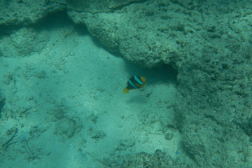 Bright clown fish swimming in the water of the Pacific Ocean near Fiji islands