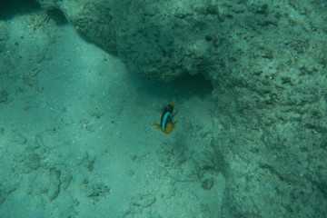 Bright clown fish swimming in the water of the Pacific Ocean near Fiji islands