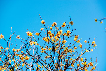 高尾山のロウバイ