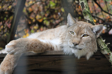 Portrait of an animal lynx.