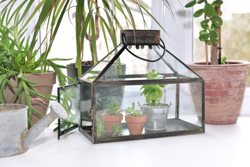 Fototapeta na wymiar small greenhouse with houseplant put on the edge of a window at home