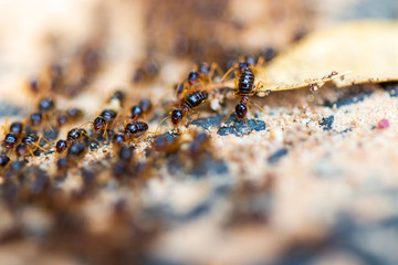 Macro photography of termites looking for food
